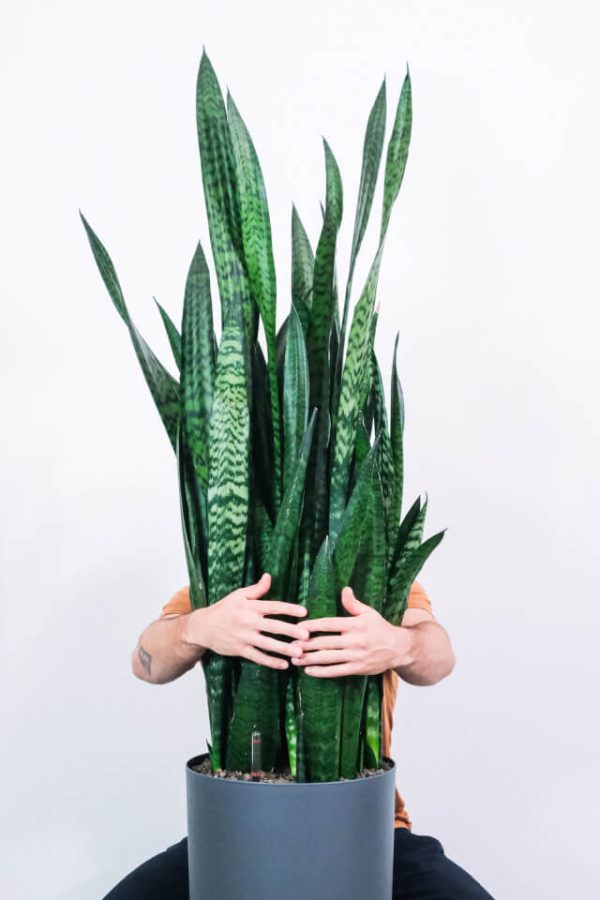 Sansevieria Laurentii - Зображення 2